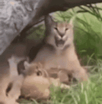 flop-pa.gif